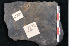 Foto (Detailansicht) von Cupanites novae zeelandiae Ettingshausen (NHMW-GEO-2024-0188-10253)